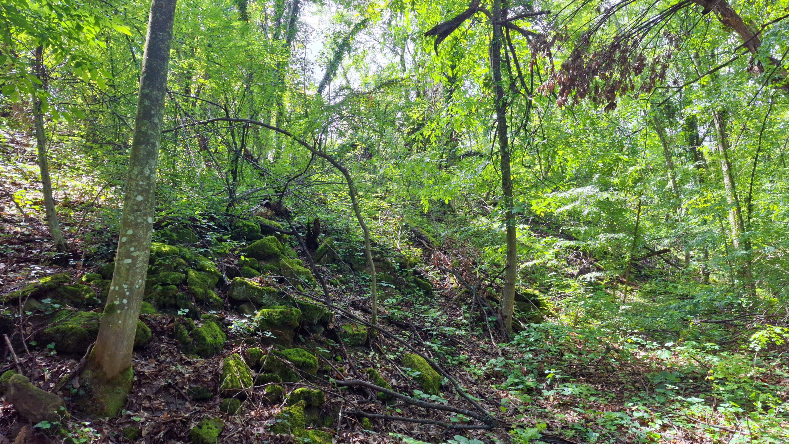 По пътя от Муця към крепост Липово градище. Свлечени зидове покрай някогашния калдъръм.