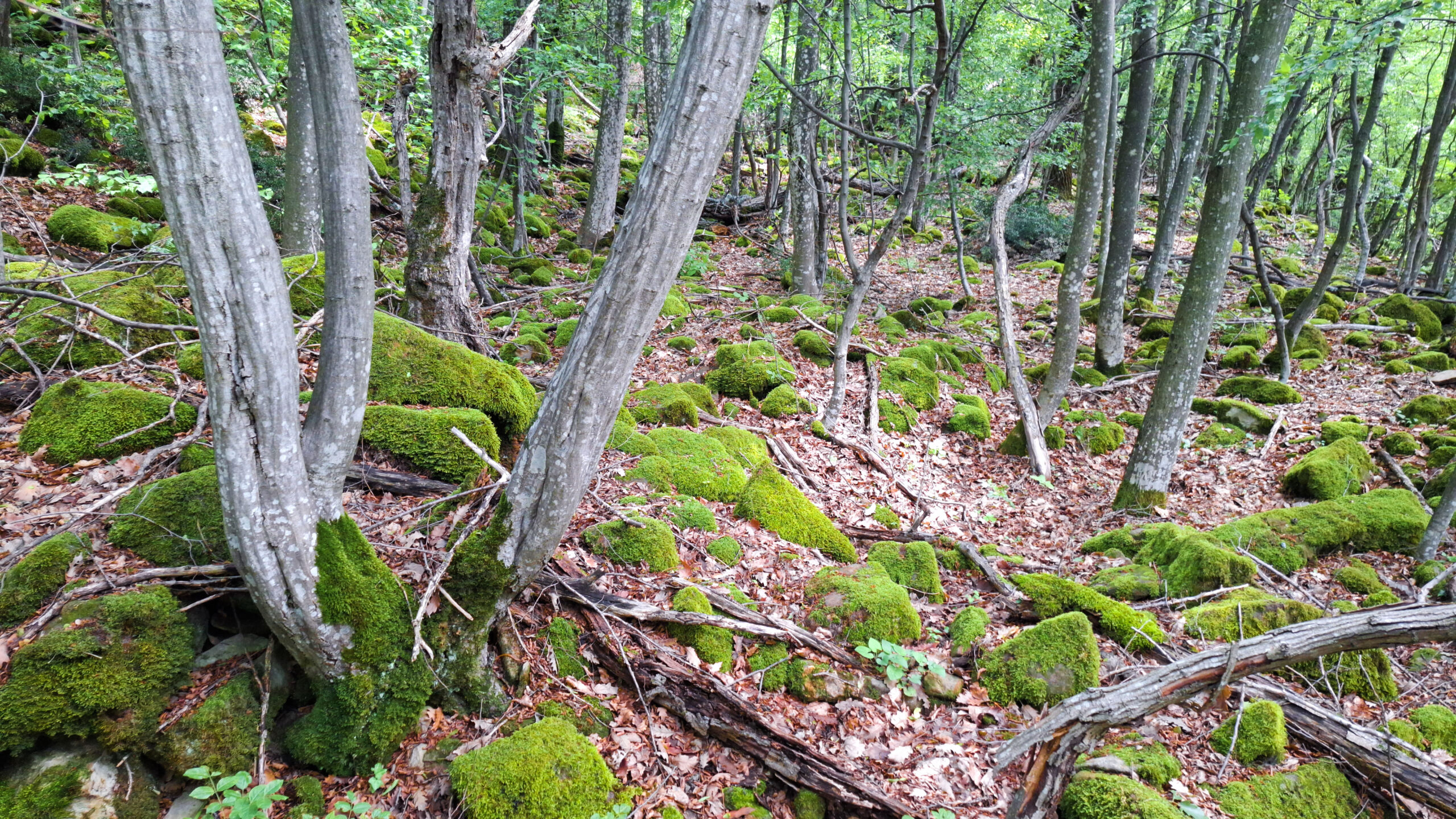 Руините на крепост Липово градище