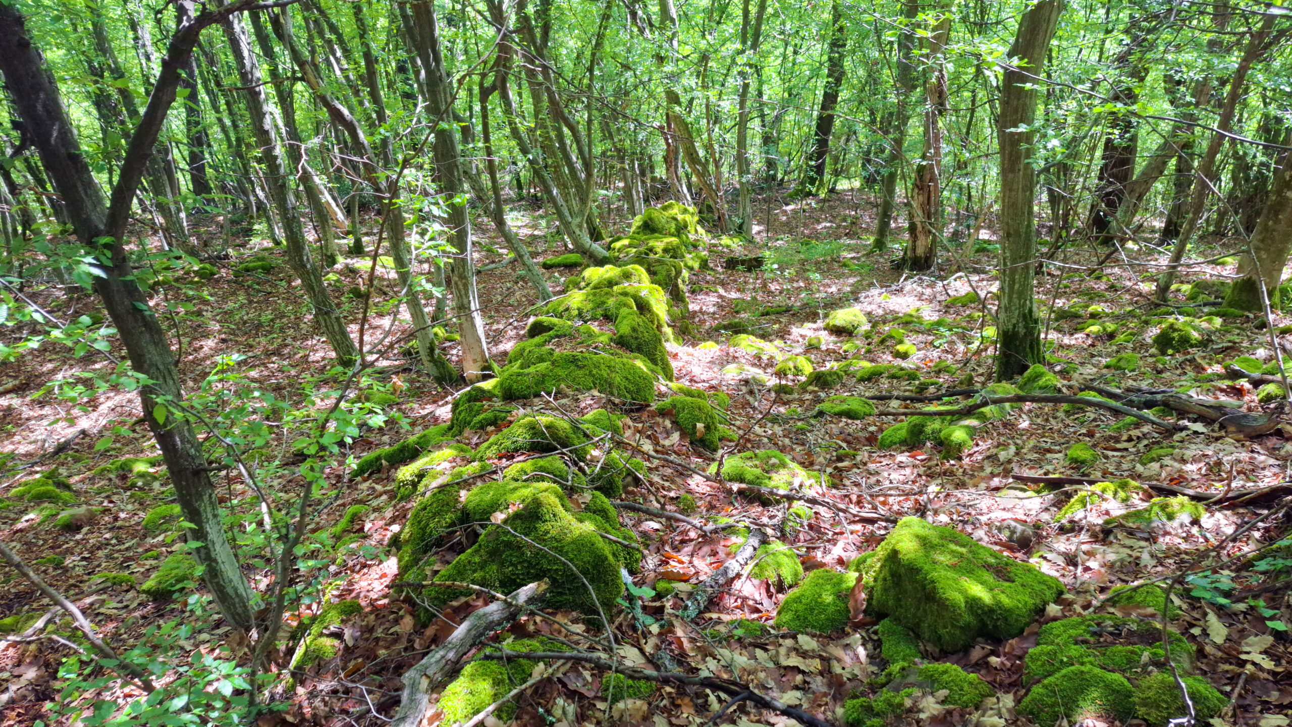 Руини на крепост Липово градище Руини на крепост Липово градище