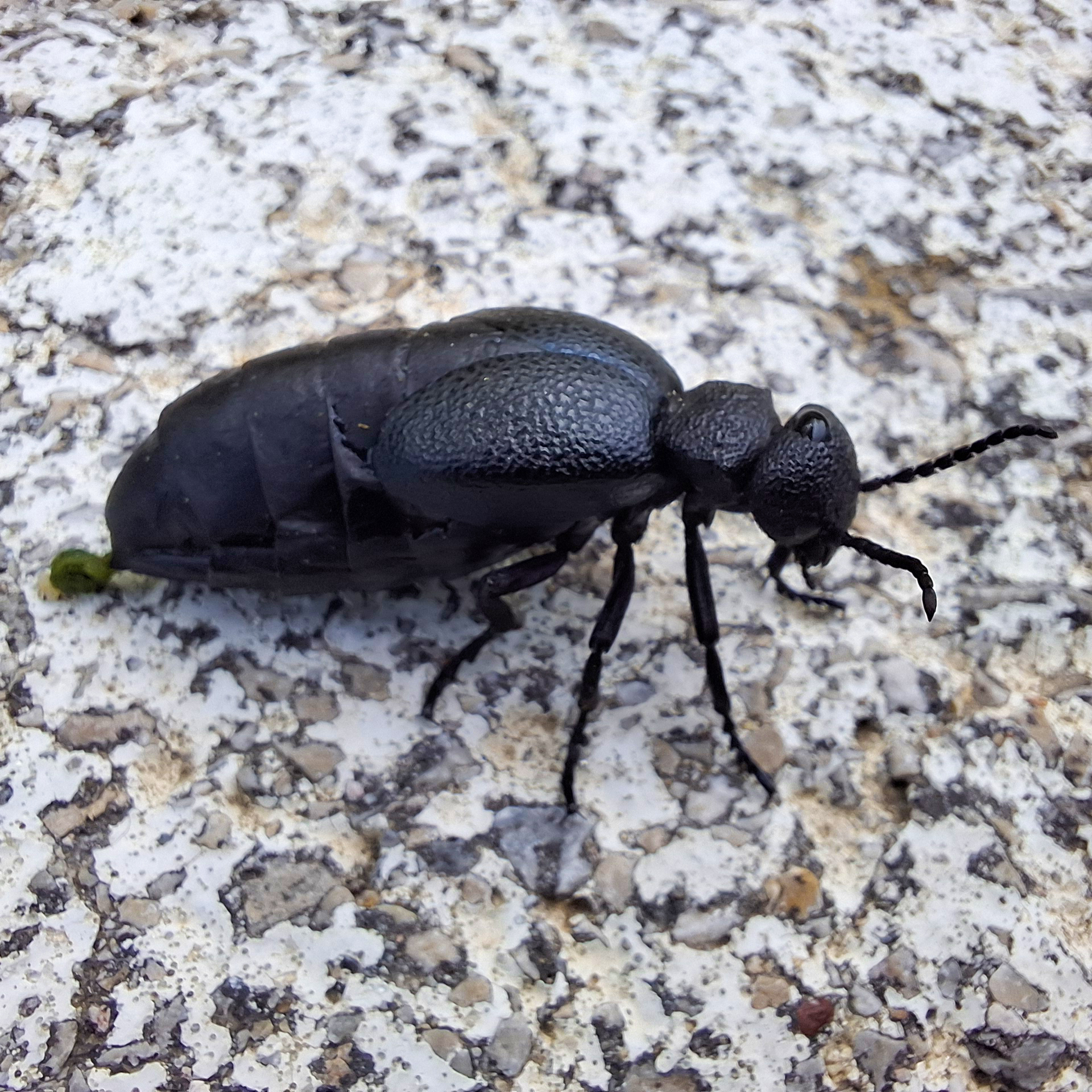 Бръмбар на асфалта