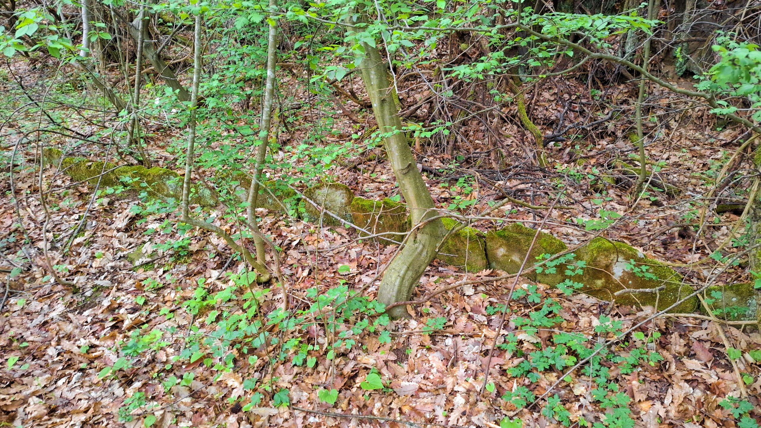 Бордюр покрай някогашния калдъръм, водещ към Къртипъня