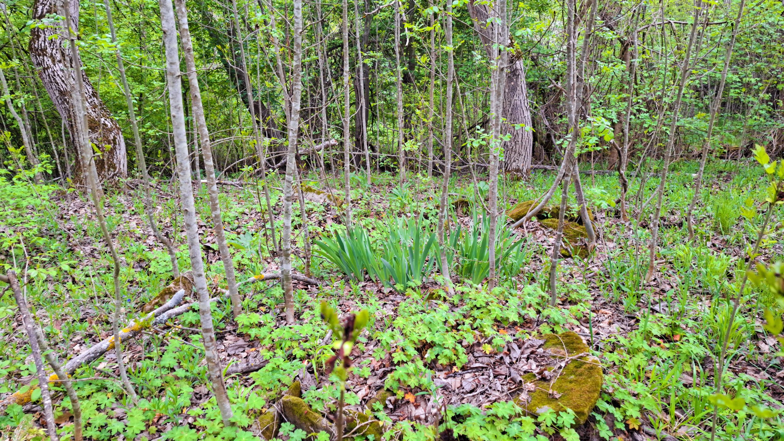 Стари гробове в южното гробище на Къртипъня