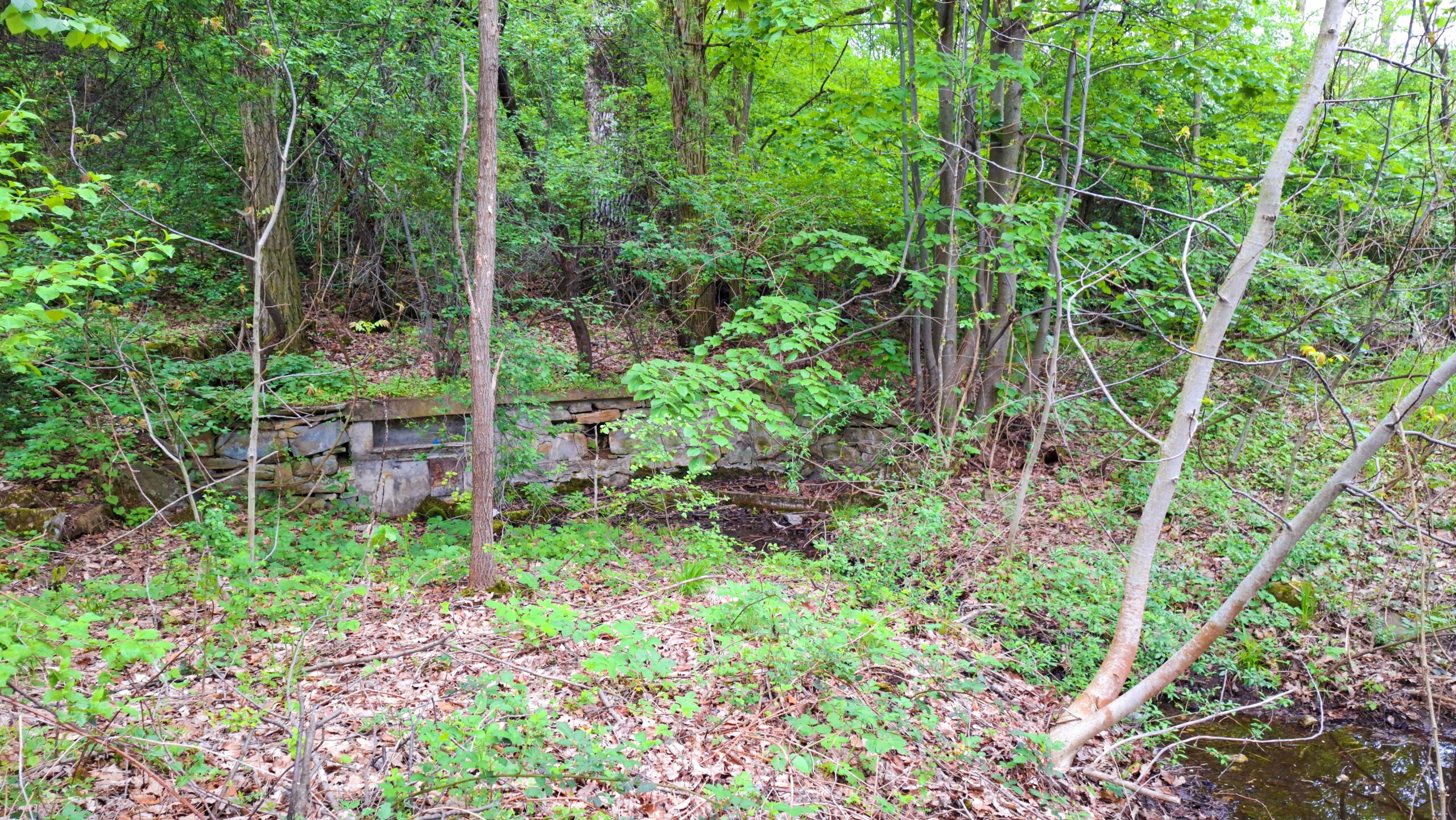 Чешмокладенеца над южните гробища в Къртипъня