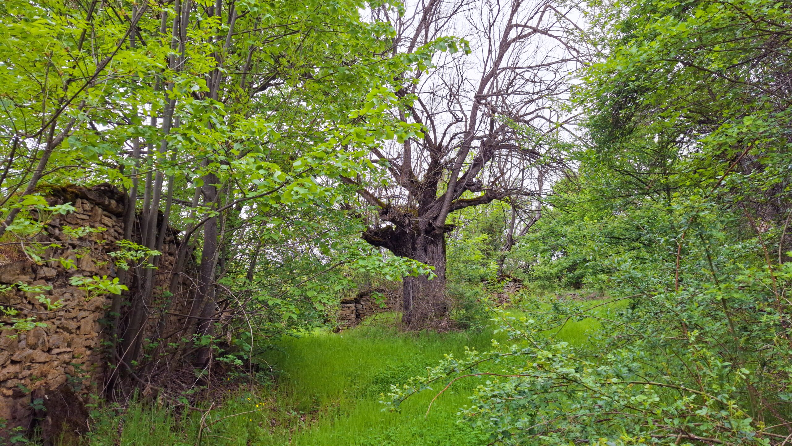 Черница в Северната махала на Къртипъня