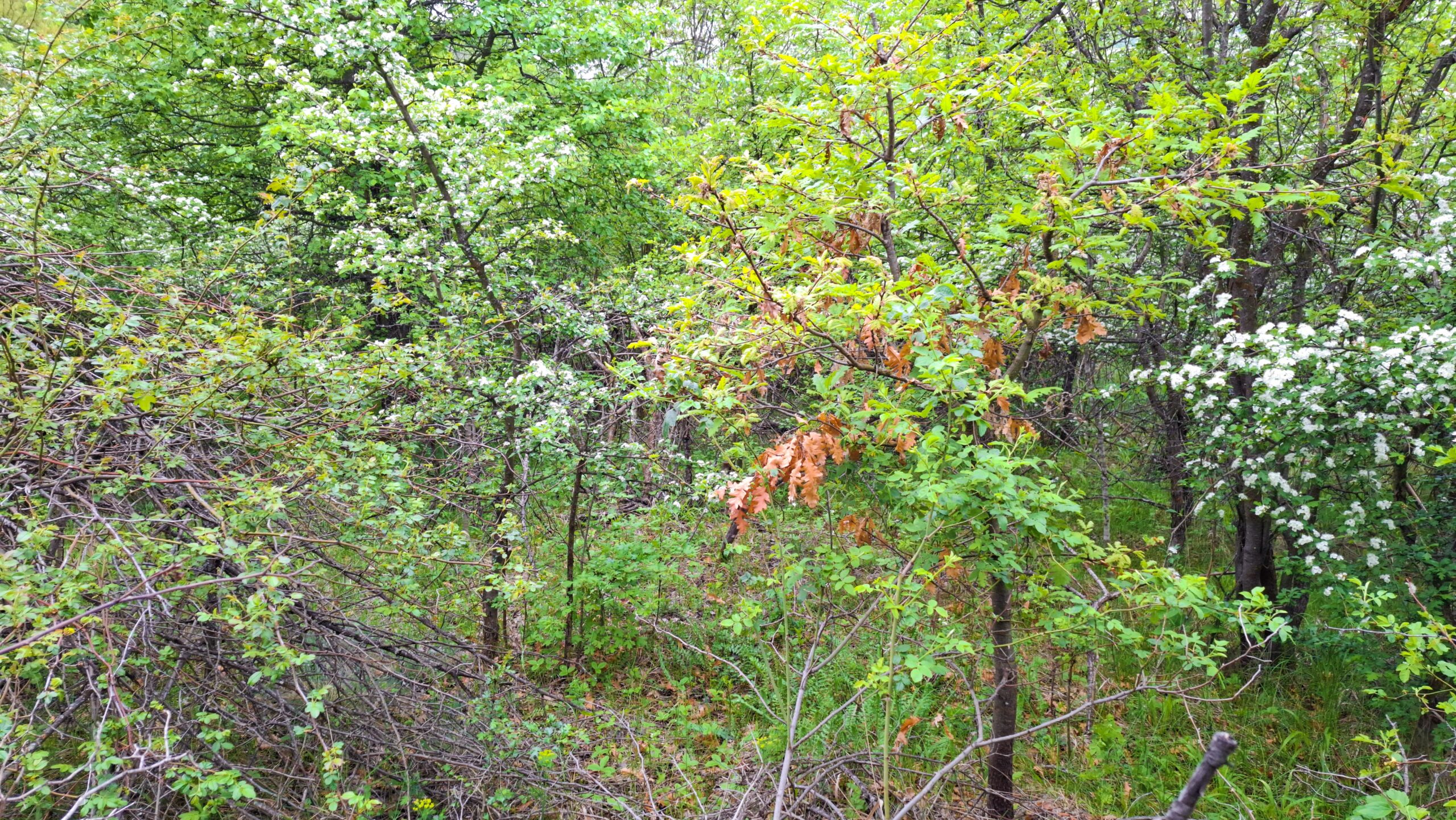Мястото, на което е била тракийската могила в Къртипъня според обходите на археолога Кина Койчева